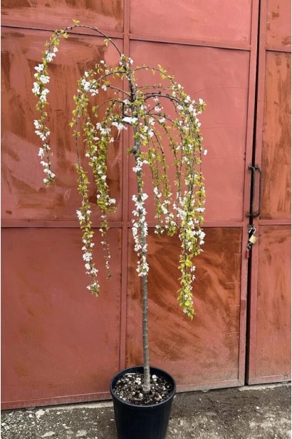 Штамбова форма сакури Фрілі Фок